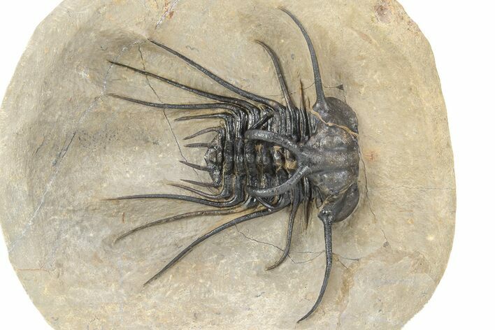 Bizarre Dicranurus Trilobite - Excellent Quality #240532